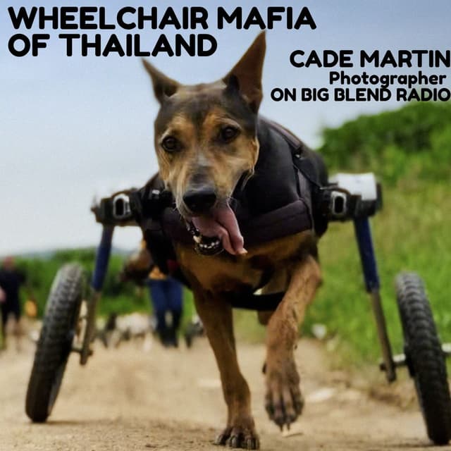 Wheelchair Mafia: Travel, Photography & Rescuing Disabled Dogs