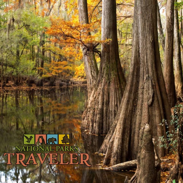 National Parks Traveler Podcast | Congaree's Big Trees