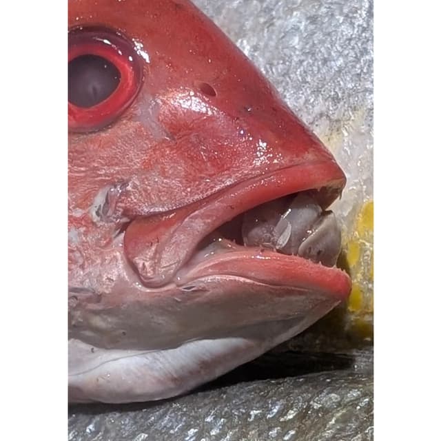 Properly Cooked Isopod Fish Tongue Parasite