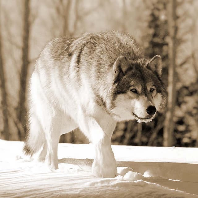 Hunting a Dire Wolf in Vermont