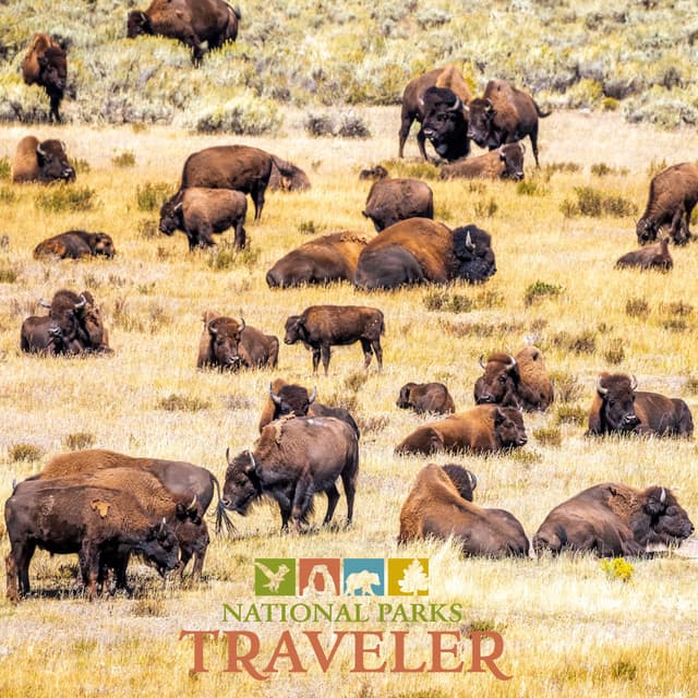 National Parks Traveler Podcast | Bison Benefits