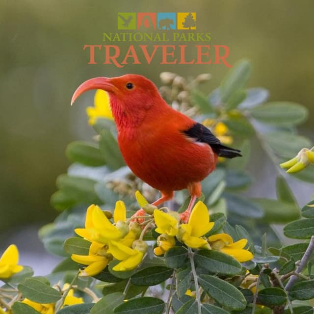 National Parks Traveler Podcast | The Fate of the Honeycreeper