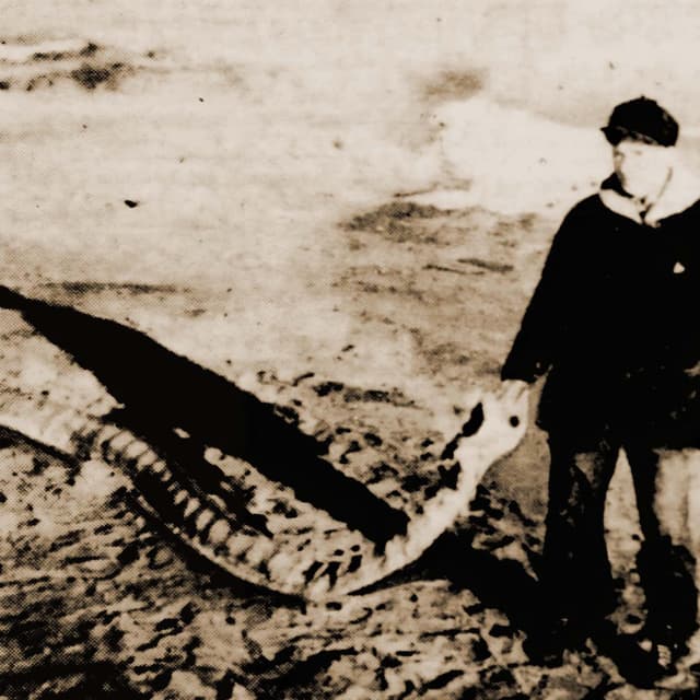 The Giant Sea Serpent of Provincetown